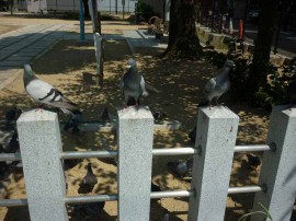 餌だよ、餌