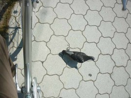 持ってんだろ?餌